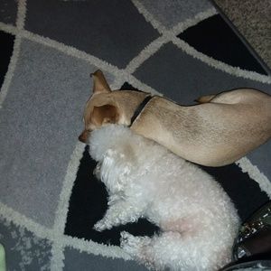 Meet your Posher, Lafreda